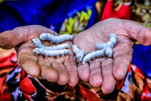 Дәстүрлі ирандық жібек және оның қайталанбас ерекшеліктері